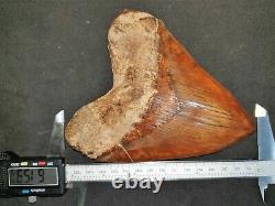 #667 6.15 EXTREME BIG & WIDE Indonesian Megalodon Shark Tooth 100% NATURAL