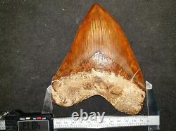 #667 6.15 EXTREME BIG & WIDE Indonesian Megalodon Shark Tooth 100% NATURAL