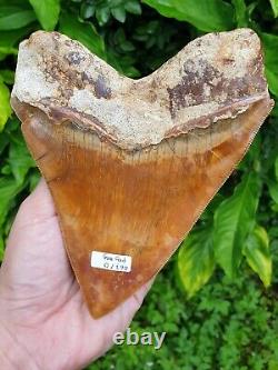 #667 6.15 EXTREME BIG & WIDE Indonesian Megalodon Shark Tooth % NATURAL