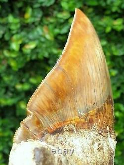 #667 6.15 EXTREME BIG & WIDE Indonesian Megalodon Shark Tooth % NATURAL
