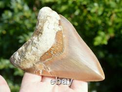 #67, Massive 5.1 Killer Megalodon Shark Tooth! , Brown, U. K Stock