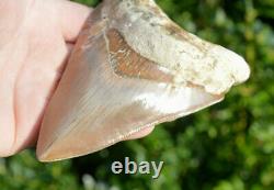 #67, Massive 5.1 Killer Megalodon Shark Tooth! , Brown, U. K Stock