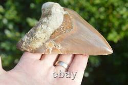 #67, Massive 5.1 Killer Megalodon Shark Tooth! , Brown, U. K Stock