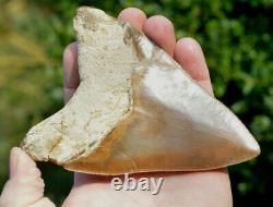 #67, Massive 5.1 Killer Megalodon Shark Tooth! , Brown, U. K Stock