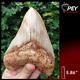 #690 5.86 Indonesian Megalodon Tooth. 100% Natural