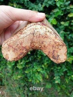 #690 5.86 Indonesian Megalodon Tooth. 100% NATURAL