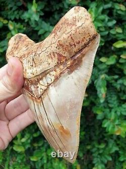 #690 5.86 Indonesian Megalodon Tooth. 100% NATURAL