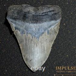 6.00 Megalodon Shark Tooth Fossil 4.40 Wide 1.06 lb Natural, Unrestored