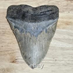 6.00 Megalodon Shark Tooth Fossil 4.40 Wide 1.06 lb Natural, Unrestored