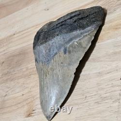 6.00 Megalodon Shark Tooth Fossil 4.40 Wide 1.06 lb Natural, Unrestored