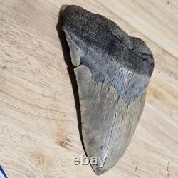 6.00 Megalodon Shark Tooth Fossil 4.40 Wide 1.06 lb Natural, Unrestored
