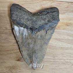 6.00 Megalodon Shark Tooth Fossil 4.40 Wide 1.06 lb Natural, Unrestored