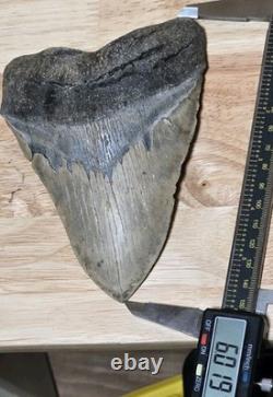 6.00 Megalodon Shark Tooth Fossil 4.40 Wide 1.06 lb Natural, Unrestored