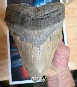 6.00 Megalodon Shark Tooth Fossil 4.40 Wide 1.06 lb Natural, Unrestored