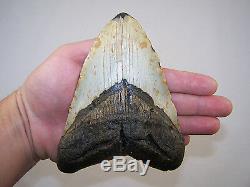 6.06 Inch Megalodon Fossil Shark Tooth Teeth 1 POUND 2.9 oz Free Tooth Stand