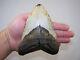 6.06 Inch Megalodon Fossil Shark Tooth Teeth 1 Pound 2.9 Oz Free Tooth Stand
