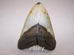 6.06 Inch Megalodon Fossil Shark Tooth Teeth 1 POUND 2.9 oz Free Tooth Stand