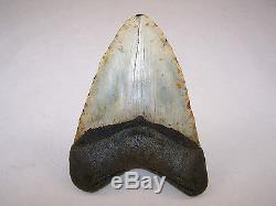 6.06 Inch Megalodon Fossil Shark Tooth Teeth 1 POUND 2.9 oz Free Tooth Stand