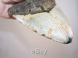 6.06 Inch Megalodon Fossil Shark Tooth Teeth 1 POUND 2.9 oz Free Tooth Stand