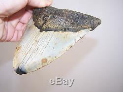 6.06 Inch Megalodon Fossil Shark Tooth Teeth 1 POUND 2.9 oz Free Tooth Stand