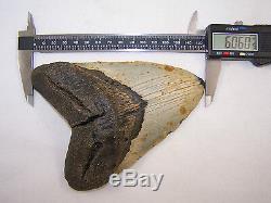 6.06 Inch Megalodon Fossil Shark Tooth Teeth 1 POUND 2.9 oz Free Tooth Stand