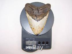 6.06 Inch Megalodon Fossil Shark Tooth Teeth 1 POUND 2.9 oz Free Tooth Stand