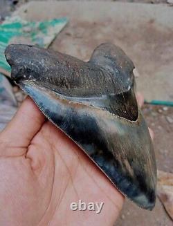6.10 World Class Blue Megalodon Shark Tooth Fossil