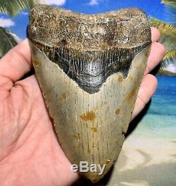 6.12 Megalodon Shark Tooth- Fantastic Meg No Restoration High Quality