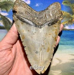 6.12 Megalodon Shark Tooth- Fantastic Meg No Restoration High Quality