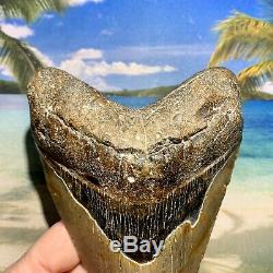 6.12 Megalodon Shark Tooth- Fantastic Meg No Restoration High Quality