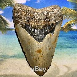 6.12 Megalodon Shark Tooth- Fantastic Meg No Restoration High Quality