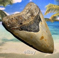 6.12 Megalodon Shark Tooth- Fantastic Meg No Restoration High Quality