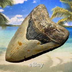 6.12 Megalodon Shark Tooth- Fantastic Meg No Restoration High Quality