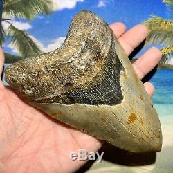 6.12 Megalodon Shark Tooth- Fantastic Meg No Restoration High Quality