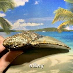 6.12 Megalodon Shark Tooth- Fantastic Meg No Restoration High Quality