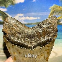 6.12 Megalodon Shark Tooth- Fantastic Meg No Restoration High Quality