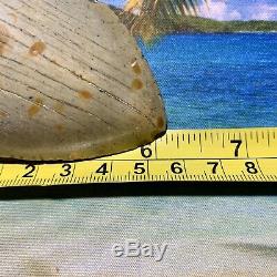 6.12 Megalodon Shark Tooth- Fantastic Meg No Restoration High Quality