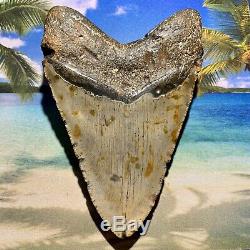 6.12 Megalodon Shark Tooth- Fantastic Meg No Restoration High Quality