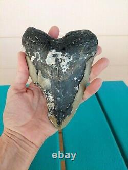 6.13 Inch Bargain Real Megalodon Shark Tooth Huge & Heavy