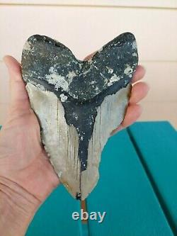 6.13 Inch Bargain Real Megalodon Shark Tooth Huge & Heavy