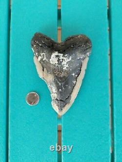 6.13 Inch Bargain Real Megalodon Shark Tooth Huge & Heavy