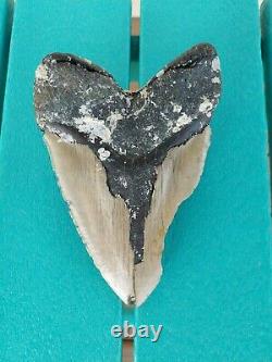 6.13 Inch Bargain Real Megalodon Shark Tooth Huge & Heavy