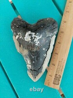 6.13 Inch Bargain Real Megalodon Shark Tooth Huge & Heavy