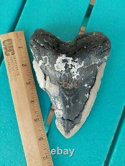 6.13 Inch Bargain Real Megalodon Shark Tooth Huge & Heavy