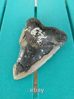 6.13 Inch Bargain Real Megalodon Shark Tooth Huge & Heavy