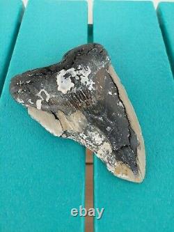 6.13 Inch Bargain Real Megalodon Shark Tooth Huge & Heavy