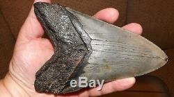 6.13 Inch Giant Megalodon Fossil Shark Tooth Megladon