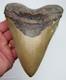 6.13 Megalodon Shark Tooth Real Fossil 100% Natural 15.4 Ounces