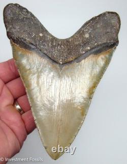 6.13 MEGALODON Shark Tooth REAL FOSSIL 100% NATURAL 15.4 ounces