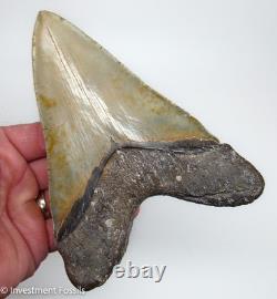 6.13 MEGALODON Shark Tooth REAL FOSSIL 100% NATURAL 15.4 ounces